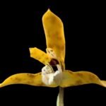 Maxillaria picta