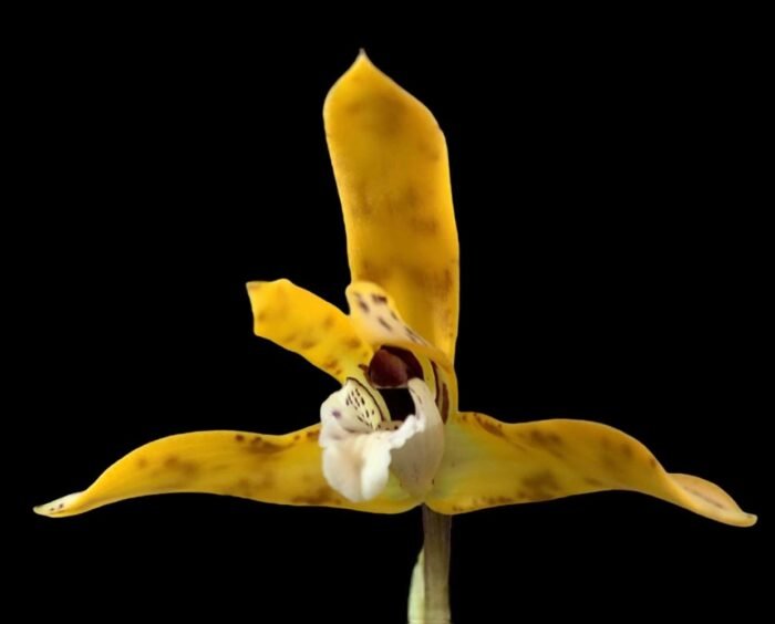 Fragrant - Maxillaria picta  (3.5” pot) - Image 1