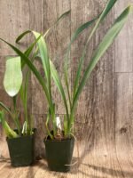 Fragrant - Maxillaria picta  (3.5” pot) - Image 7