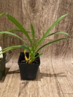 Grammatocymbidium Palkret Nirvana 'Eeluga'  (3.5” pot) - Image 5