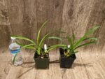 Grammatocymbidium Palkret Nirvana 'Eeluga'  (3.5” pot) - Image 3