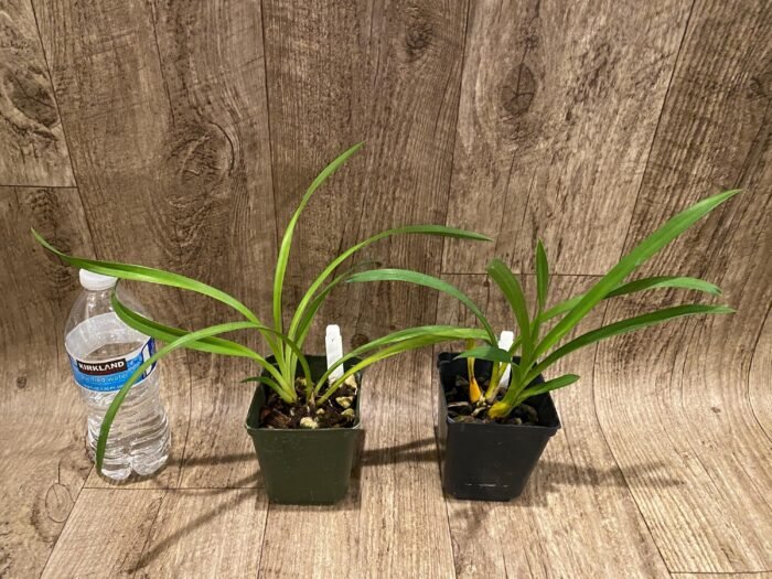 Grammatocymbidium Palkret Nirvana 'Eeluga'  (3.5” pot) - Image 3