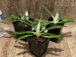 Paph. fairrieanum (3.5” Pot) - Image 2