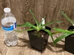 Paph. fairrieanum (3.5” Pot) - Image 4