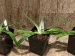 Paph. fairrieanum (3.5” Pot) - Image 7