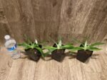 Paph. fairrieanum (3.5” Pot) - Image 5