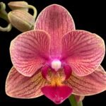 Double Spikes Phalaenopsis Dtps I-Hsin Confetio “IS2744#5” (3.5" pot)