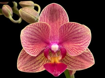 Double Spikes Phalaenopsis Dtps I-Hsin Confetio “IS2744#5” (3.5" pot)