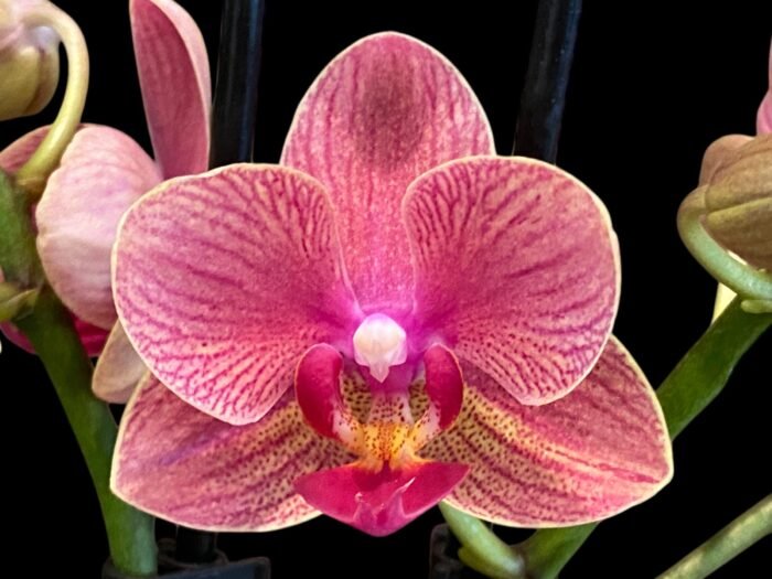 Double Spikes Phalaenopsis Dtps I-Hsin Confetio “IS2744#5” (3.5" pot) - Image 2