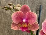 Double Spikes Phalaenopsis Dtps I-Hsin Confetio “IS2744#5” (3.5" pot) - Image 3