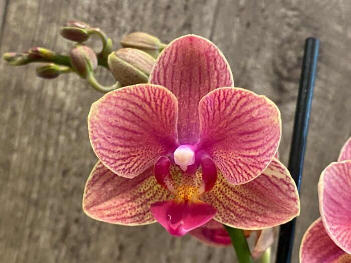 Double Spikes Phalaenopsis Dtps I-Hsin Confetio “IS2744#5” (3.5" pot) - Image 3
