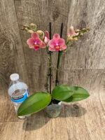 Double Spikes Phalaenopsis Dtps I-Hsin Confetio “IS2744#5” (3.5" pot) - Image 7