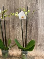 Double Spikes Phalaenopsis Dtps I-Hsin Polar Bear (3.5" pot) - Image 5