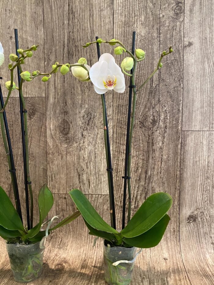 Double Spikes Phalaenopsis Dtps I-Hsin Polar Bear (3.5" pot) - Image 5