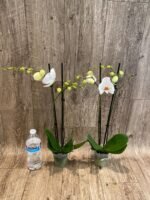 Double Spikes Phalaenopsis Dtps I-Hsin Polar Bear (3.5" pot) - Image 4