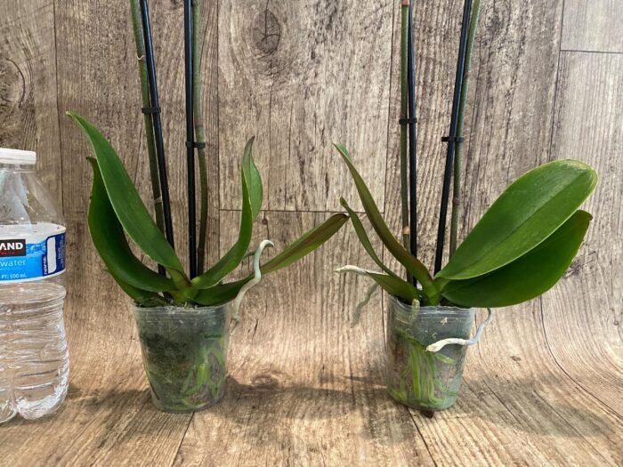 Double Spikes Phalaenopsis Dtps I-Hsin Polar Bear (3.5" pot) - Image 7