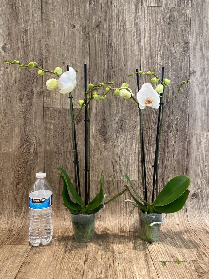 Double Spikes Phalaenopsis Dtps I-Hsin Polar Bear (3.5" pot) - Image 3