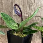 In Spike Paph. QF Babylon #1 (urbanianum x QF Voodoo) (3.5” pot)