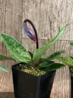 In Spike Paph. QF Babylon #1 (urbanianum x QF Voodoo) (3.5” pot)