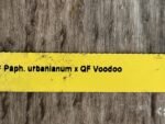 In Spike Paph. QF Babylon #1 (urbanianum x QF Voodoo) (3.5” pot) - Image 6
