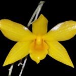 Dendrobium hancockii (3.5” pot)