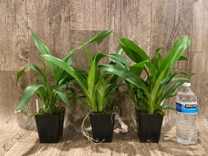Fragrant - Oncidium Sharry Baby ‘Red Fantasy’ (3.5” pot) - Image 3