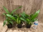 Fragrant - Oncidium Sharry Baby ‘Red Fantasy’ (3.5” pot) - Image 4