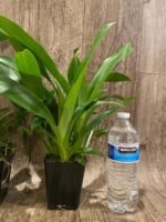 Fragrant - Oncidium Sharry Baby ‘Red Fantasy’ (3.5” pot) - Image 7