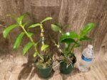 Dendrobium Sea Mary 'Snow King' (4” pot) - Image 3