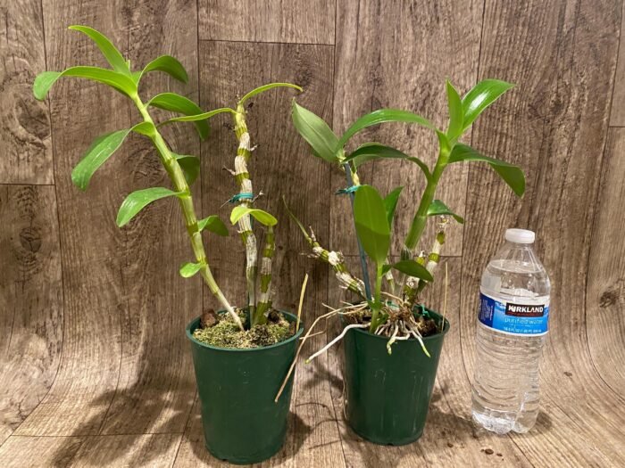 Dendrobium Sea Mary 'Snow King' (4” pot) - Image 2
