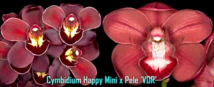Cymbidium Happy Mimi x Pele 'VDR' (5" pot)