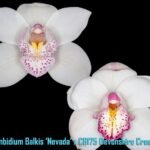 Cymbidium Balkis 'Nevada' x Devonshire Cream (5" pot)