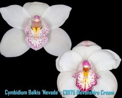 Cymbidium Balkis 'Nevada' x Devonshire Cream (5" pot)