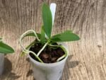 Macropodanthus cootesii x sib (3” pot) - Image 4