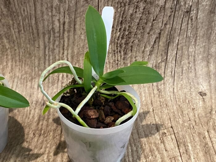 Macropodanthus cootesii x sib (3” pot) - Image 4