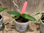 Macropodanthus cootesii x sib (3” pot) - Image 5