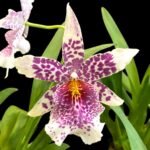 Beallara Big Shot 'Pink Leopard' (3.5” Pot)