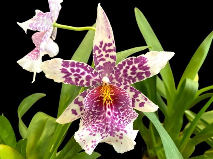Beallara Big Shot 'Pink Leopard' (3.5” Pot) - Image 1