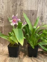 Beallara Big Shot 'Pink Leopard' (3.5” Pot) - Image 7