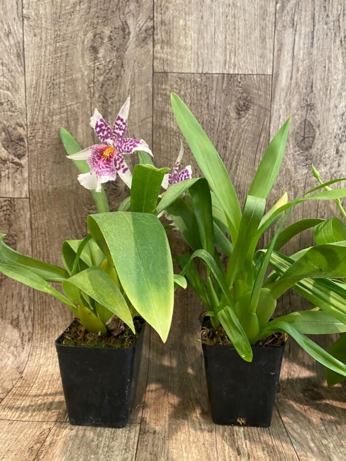 Beallara Big Shot 'Pink Leopard' (3.5” Pot) - Image 7