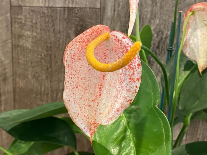 Rare - Anthurium scherzerianum (Cream with red dots) (4.5” pot) - Image 1