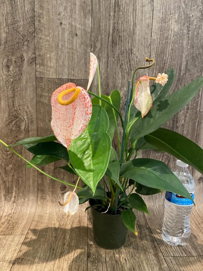 Rare - Anthurium scherzerianum (Cream with red dots) (4.5” pot) - Image 2