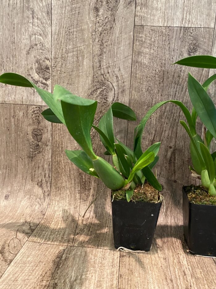 Oncidium Sweet Sugar 'Lemon Drop' HCC/AOS  (3.5” Pot) - Image 6