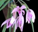 Leptotes politinocoi × sib (3” pot) - Image 2
