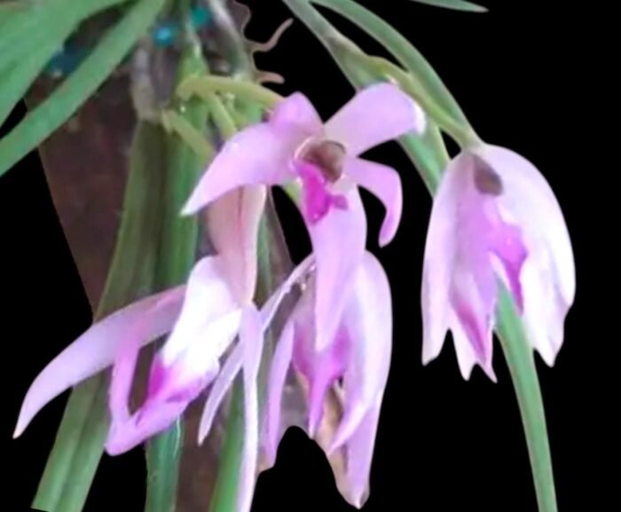 Leptotes politinocoi × sib (3” pot) - Image 2
