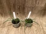 Leptotes politinocoi × sib (3” pot) - Image 4
