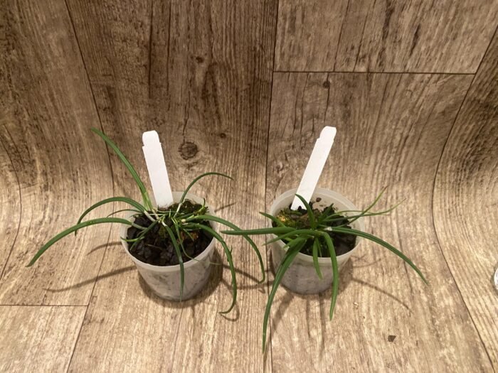 Leptotes politinocoi × sib (3” pot) - Image 4