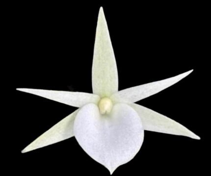 Angraecum didieri × sib (3” pot)