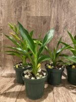 Zygolum Louisendorf 'Rhein Moonlight' (3.5" pot) - Image 4