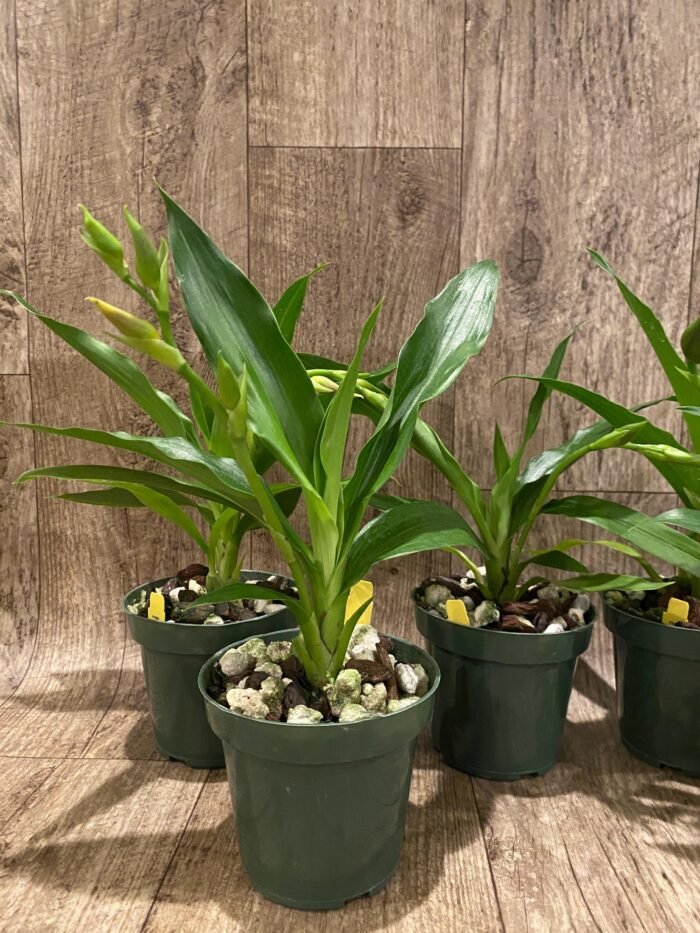 Zygolum Louisendorf 'Rhein Moonlight' (3.5" pot) - Image 4